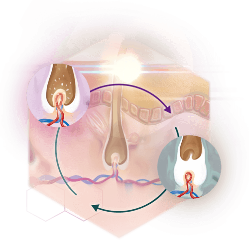 hair growth cycle information graphic