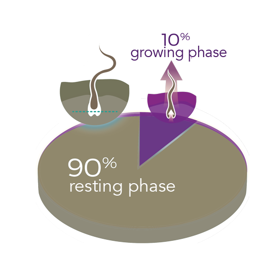 Diagramm englisch hair growth